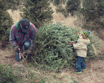 Everyday Life – Cutting Down Our Christmas Tree